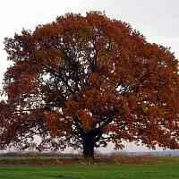 Дуб скальный  Дуб скальный в Махачкале