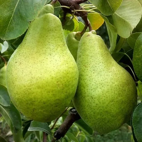 Груша НОЯБРЬСКАЯ ЗИМНЯЯ  Груша НОЯБРЬСКАЯ ЗИМНЯЯ в Махачкале