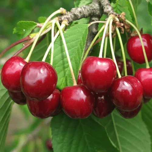 Черешня ГРОНКОВАЯ  Черешня ГРОНКОВАЯ в Махачкале