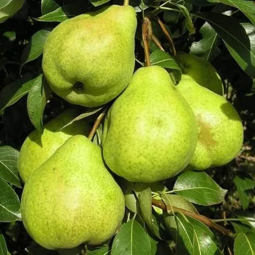 Груша АВГУСТОВСКАЯ РОСА  Груша АВГУСТОВСКАЯ РОСА в Махачкале