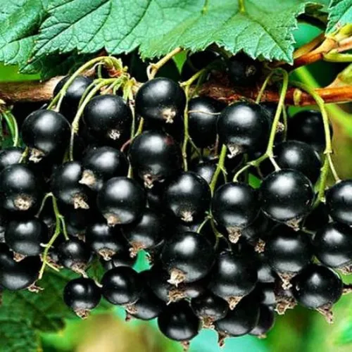 Смородина черная АТЛАНТ  Смородина черная АТЛАНТ в Махачкале