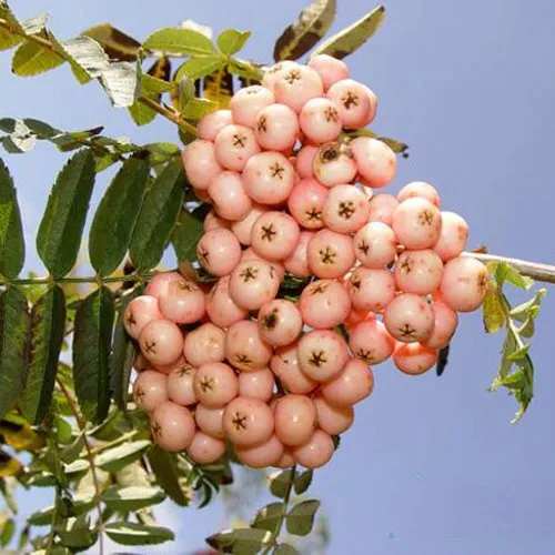 Рябина ПИНК ВЕЙЛ  Рябина ПИНК ВЕЙЛ в Махачкале