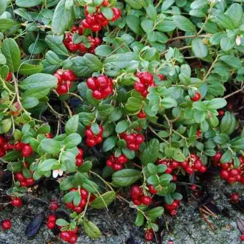 Брусника ЭРТЕЗЕГЕН  Брусника ЭРТЕЗЕГЕН в Махачкале