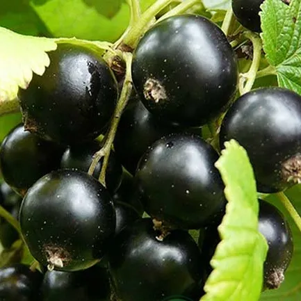 Смородина черная ЭБОНИ  Смородина черная ЭБОНИ в Махачкале