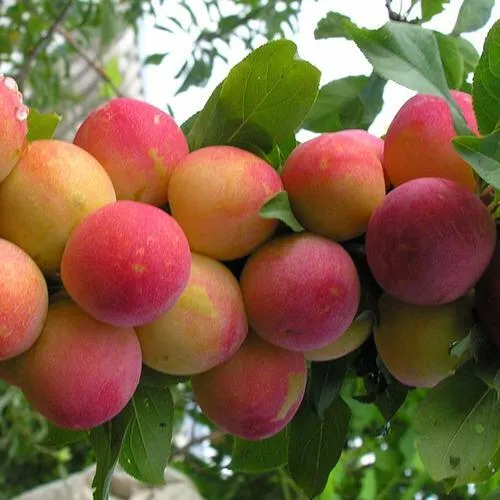 Слива СКОРОПЛОДНАЯ  Слива СКОРОПЛОДНАЯ в Махачкале