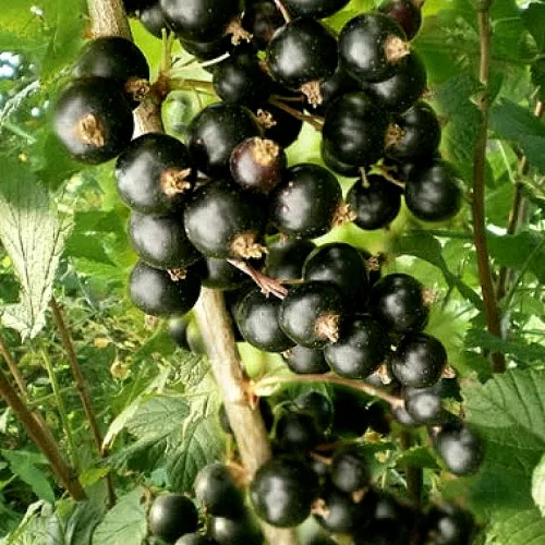 Смородина черная БЕН ТИРЕН  Смородина черная БЕН ТИРЕН в Махачкале