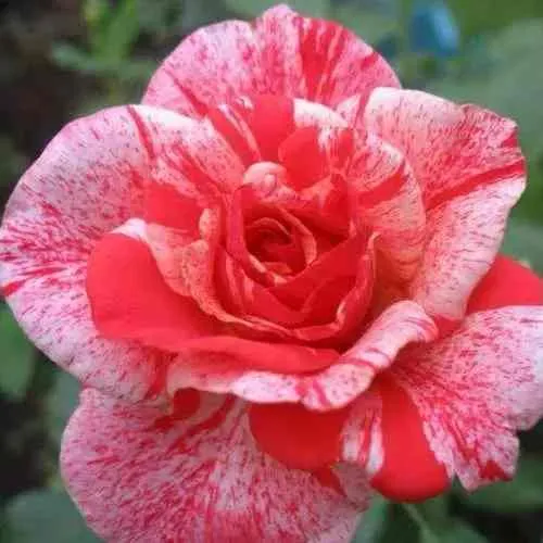 Саженцы роз ФИЛАТЕЛИЯ чайно-гибридная в Махачкале