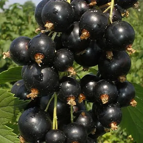 Смородина черная ИСКУШЕНИЕ  Смородина черная ИСКУШЕНИЕ в Махачкале