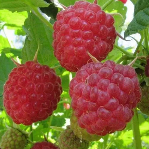 Малина НОВОСТЬ КУЗЬМИНА  в Махачкале