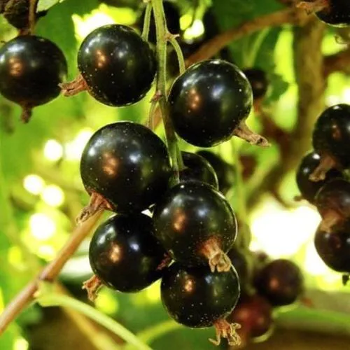 Смородина чёрная НАРА  Смородина чёрная НАРА в Махачкале