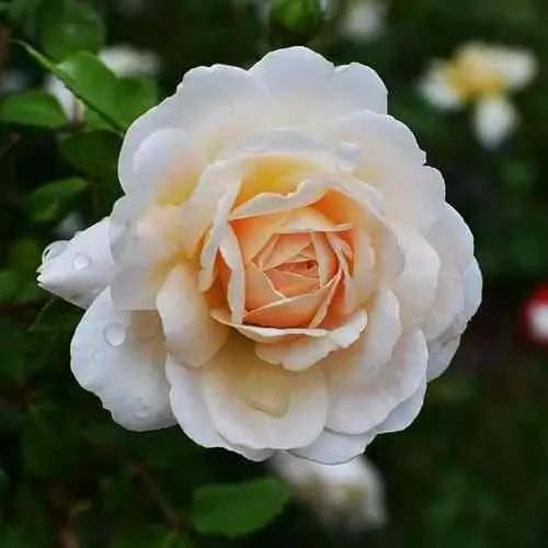 Саженцы роз КРОКУС РОУЗ английская  Саженцы роз КРОКУС РОУЗ английская в Махачкале