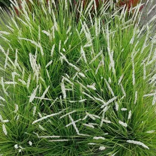 Сейслерия ОСЕННЯЯ  Сейслерия ОСЕННЯЯ в Махачкале