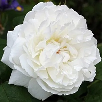 Саженцы роз ВИНЧЕСТЕР КАФЕДРАЛ английская в Махачкале