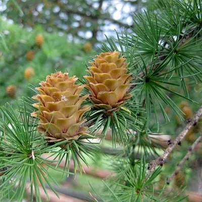 Лиственница КЕМПФЕРА  Лиственница КЕМПФЕРА в Махачкале