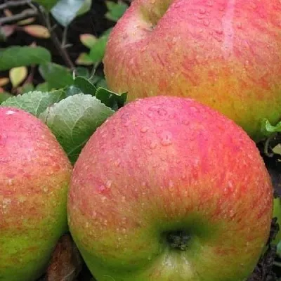 Яблоня ЯБЛОЧНЫЙ СПАС  Яблоня ЯБЛОЧНЫЙ СПАС в Махачкале