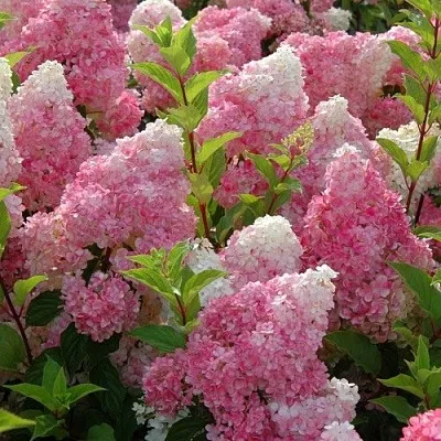 Гортензия МЕЛЬБА ФРАЙЗ метельчатая  Гортензия МЕЛЬБА ФРАЙЗ метельчатая в Махачкале