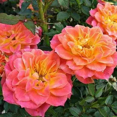 Саженцы роз МАНДАРИН миниатюрная  Саженцы роз МАНДАРИН миниатюрная в Махачкале