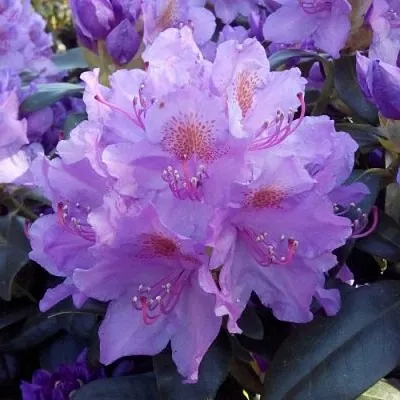 Рододендрон  Рододендрон в Махачкале