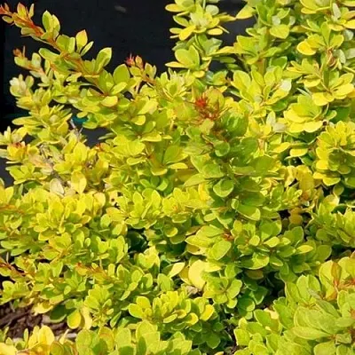 Барбарис СЕНСЕЙШЕН тунберга  Барбарис СЕНСЕЙШЕН тунберга в Махачкале