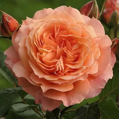 Саженцы роз БЕЛЬВЕДЕР шраб в Махачкале