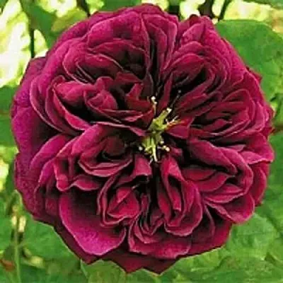 Саженцы роз ЗЕ ПРИНЦ английская в Махачкале