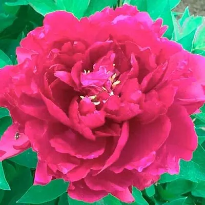 Пион ОСТРОВНОЙ МИНИСТР древовидный  Пион ОСТРОВНОЙ МИНИСТР древовидный в Махачкале