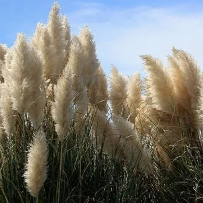 Кортадерия белая (пампасная трава) в Махачкале