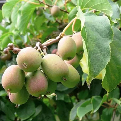 Актинидия ЛЮСИ аргута   Актинидия ЛЮСИ аргута  в Махачкале