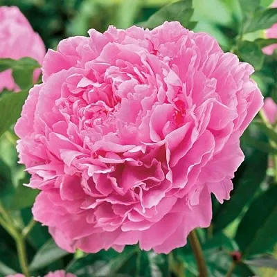 Пион МИСС ЭКХАРТ травянистый  Пион МИСС ЭКХАРТ травянистый в Махачкале