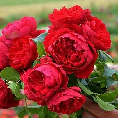 Саженцы роз ФЛОРЕНТИНА плетистая  Саженцы роз ФЛОРЕНТИНА плетистая в Махачкале