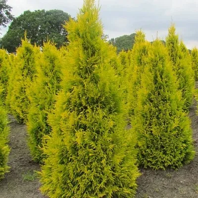 Туя САНКИСТ западная  Туя САНКИСТ западная в Махачкале