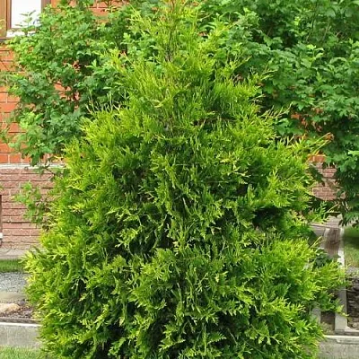 Туя АНЯ (АНИЕ) западная  Туя АНЯ (АНИЕ) западная в Махачкале