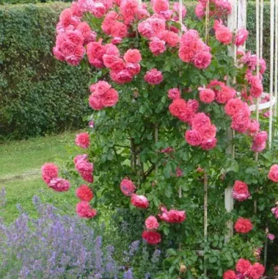 Саженцы роз РОЗЕУМ ЮТЕРСОН плетистая — описание сорта Саженцы роз РОЗЕУМ ЮТЕРСОН плетистая в Махачкале