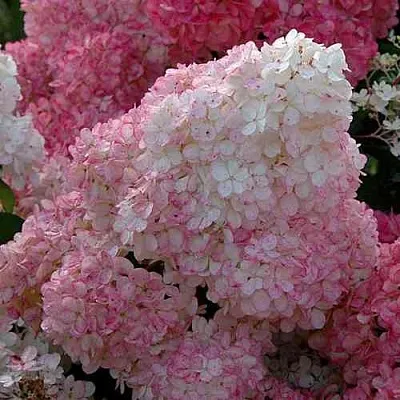 Гортензия САНДЕЙ ФРАЙЗ метельчатая  Гортензия САНДЕЙ ФРАЙЗ метельчатая в Махачкале