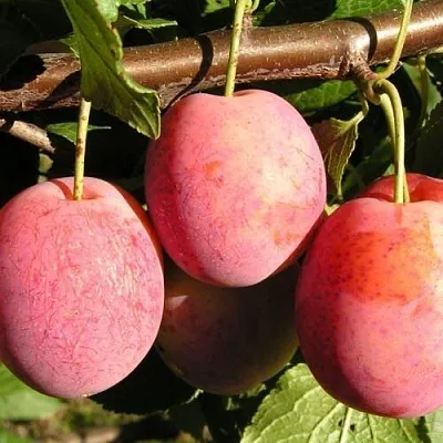 Слива ВИКТОРИЯ  Слива ВИКТОРИЯ в Махачкале