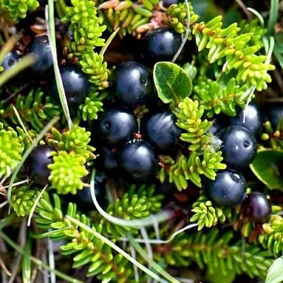 Водяника  Водяника в Махачкале