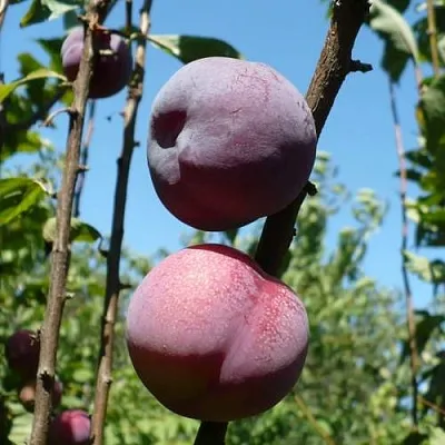 Плумкот ВЕЙ ВОНГ  Плумкот ВЕЙ ВОНГ в Махачкале