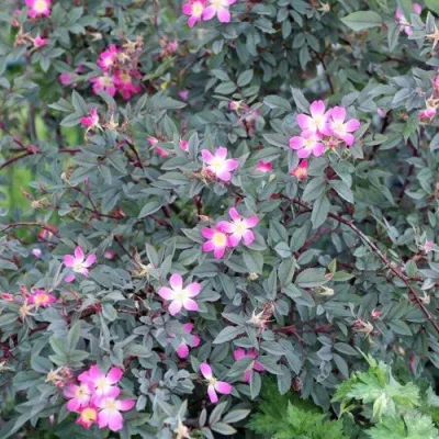 Саженцы роз сизая — описание сорта Саженцы роз сизая в Махачкале