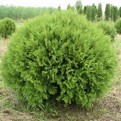 Туя ГЛОБОЗА западная  Туя ГЛОБОЗА западная в Махачкале