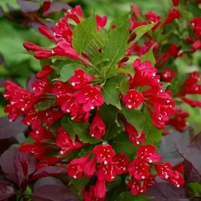 Вейгела РЕД ПРИНЦ  Вейгела РЕД ПРИНЦ в Махачкале