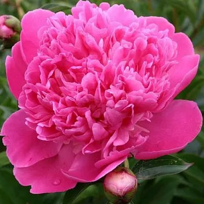 Пион ЭДУЛИС СУПЕРБА травянистый  Пион ЭДУЛИС СУПЕРБА травянистый в Махачкале