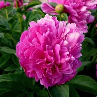 Пион ФЕЛИКС КРАУССЕ травянистый  Пион ФЕЛИКС КРАУССЕ травянистый в Махачкале