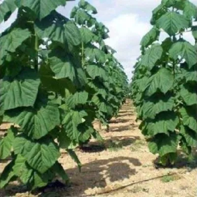 Павлония ПАО ТОГН Z07 — описание сорта Павлония ПАО ТОГН Z07 в Махачкале