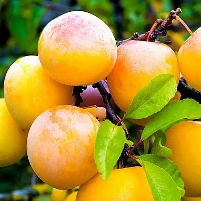 Слива МИНСКАЯ  Слива МИНСКАЯ в Махачкале