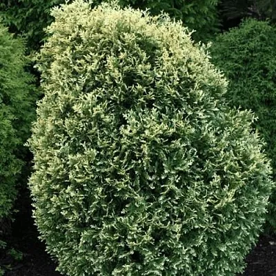 Туя ЛИТОМИШИЛ западная  Туя ЛИТОМИШИЛ западная в Махачкале