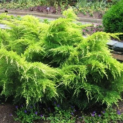 Можжевельник ГОЛД КОСТ средний  Можжевельник ГОЛД КОСТ средний в Махачкале