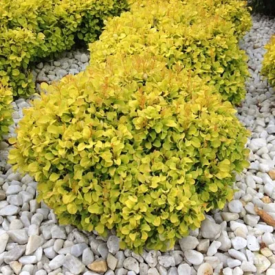 Барбарис БОНАНЗА ГОЛД тунберга  Барбарис БОНАНЗА ГОЛД тунберга в Махачкале