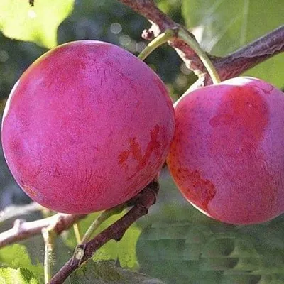 Слива ДЕЛИКАТНАЯ  Слива ДЕЛИКАТНАЯ в Махачкале