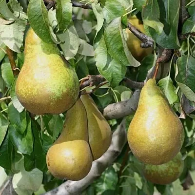 Груша САПФИРА колонновидная  Груша САПФИРА колонновидная в Махачкале
