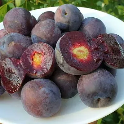 Сливово-вишневый гибрид МЕЙНОР в Махачкале